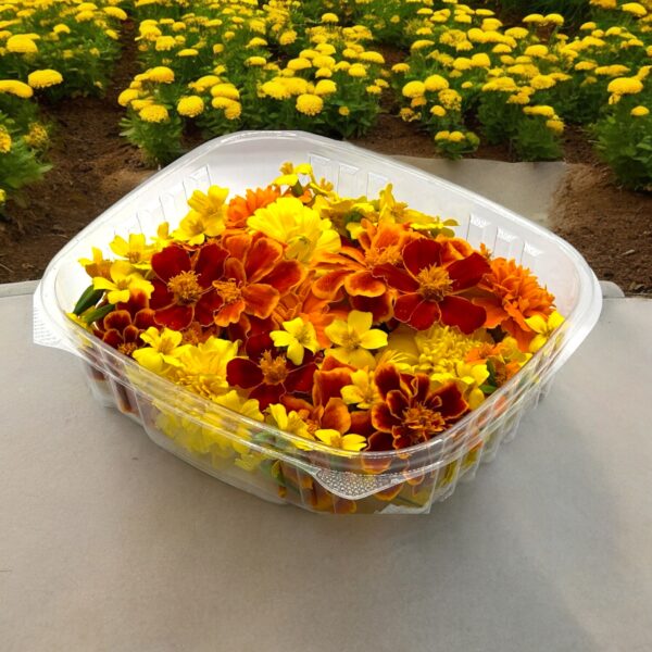 Marigold Fleurs comestibles